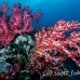 coral_soft_ni_h_0705_png1629.jpg